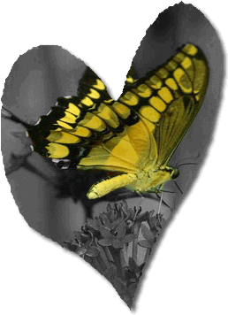 Peck Farm Butterfly